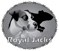 Royal Jack Russell Terriers