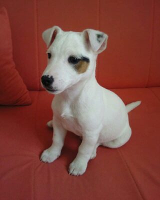 russell terrier puppies